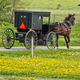 Illustration for article titled The Amish horse-and-buggy DUI, explained